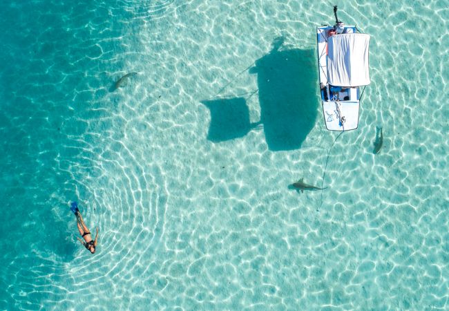 Villa in Papetoai - Beach Villa Cook - Robinson's Cove Villa in Papetoai - Beach Villa Cook - Robinson's Cove