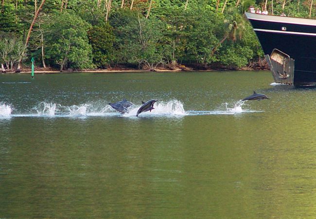 Villa in Papetoai - Beach Villa Wallis - Robinson's Cove Villa in Papetoai - Beach Villa Wallis - Robinson's Cove