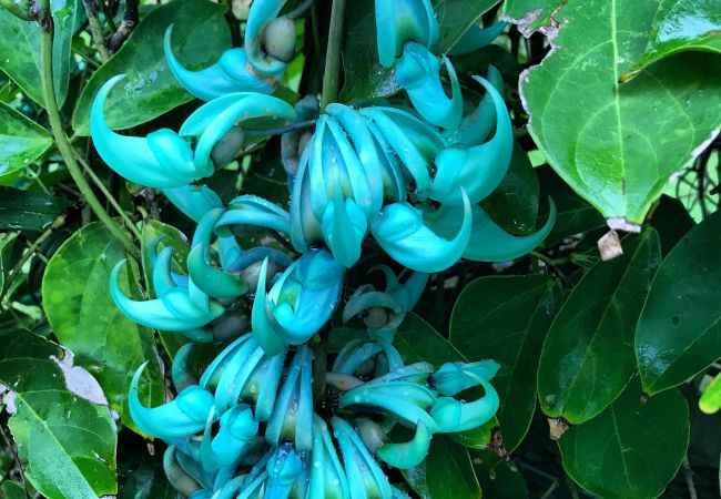 Villa in Papetoai - Beach Villa Wallis - Robinson's Cove Villa in Papetoai - Beach Villa Wallis - Robinson's Cove