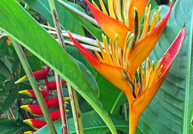 Villa in Papetoai - Beach Villa Wallis - Robinson's Cove Villa in Papetoai - Beach Villa Wallis - Robinson's Cove